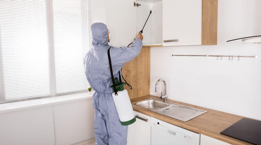Professional pest control services in Madras
